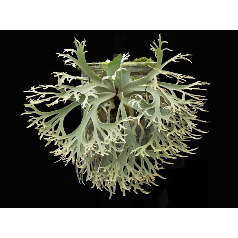 蕨的想買就買] P. willinckii cv. Jenny(TC)珍妮侏儒鹿角蕨組培