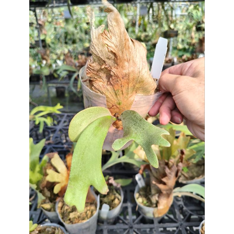p.willinckii fishbone (pup) (ビカクシダP.Willinckii Dwarf p.willinckii fishbone (pup) (ビカクシダP.Willinckii Dwarf
