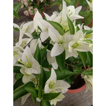 各種九重葛現剪枝條 新加坡白