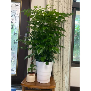 發財樹旺旺樹 菜豆樹又名山菜豆海南菜豆樹。8吋盆裝圓藝/綠色植栽。2025/2月實物拍攝。室內盆栽