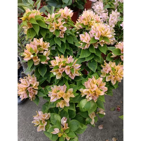 各種九重葛現剪枝條 綠葉黃金姬八房