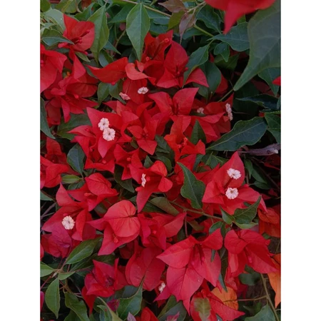 各種九重葛現剪枝條 紅辣椒