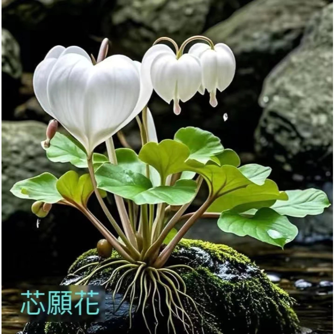 354 x 397 进口彩草Echinopsis - 花梦网花梦花园彩草毛花柱席克