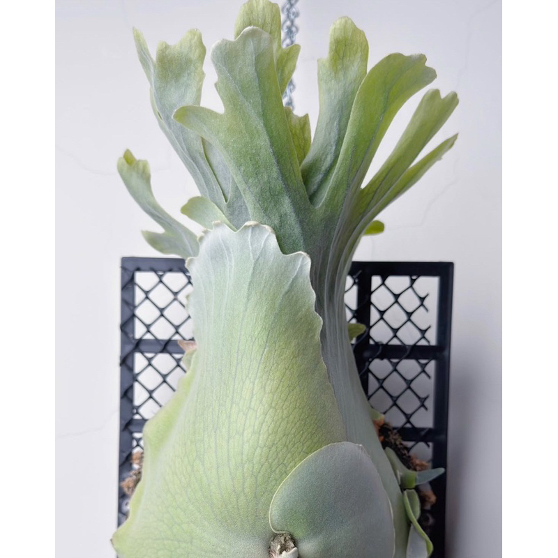 幽植𝙉𝙞𝙝𝙞𝙡𝙤𝙋𝙡𝙖𝙣𝙩𝙨】《𝑷. 𝑾𝒊𝒍𝒍𝒊𝒏𝒄𝒌𝒊𝒊