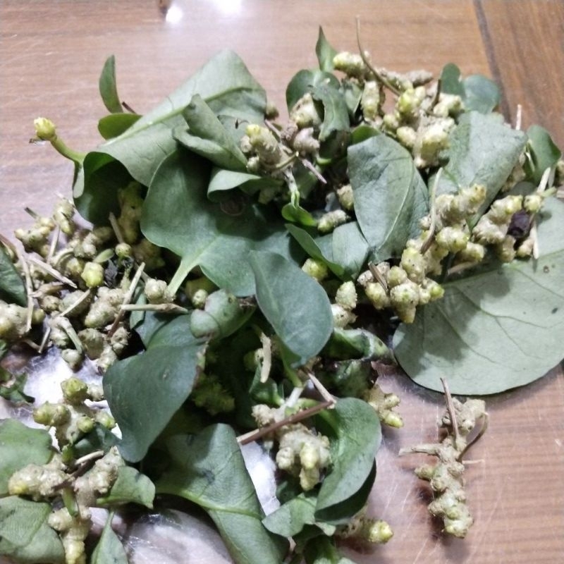 川七種子////// | 蝦皮購物