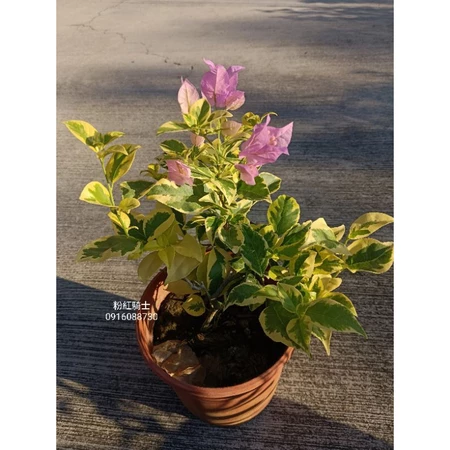 粉紅騎士 5吋盆