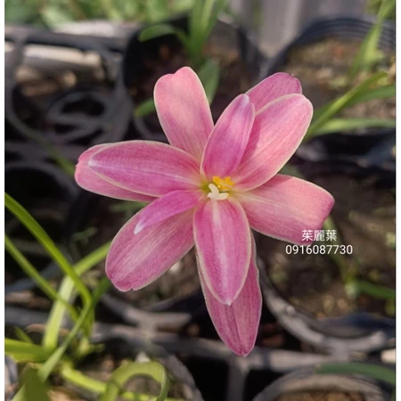 茱麗葉 頂上花藝