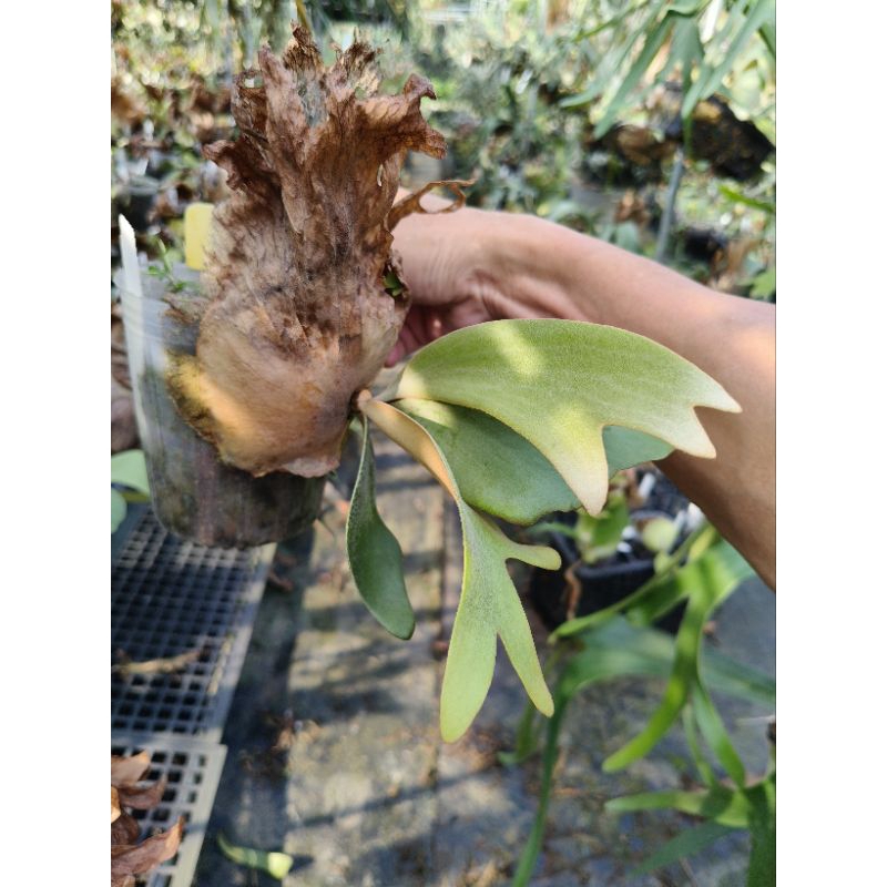 P. willinckii cv. KTK hybrid #2 鹿角蕨| 蝦皮購物