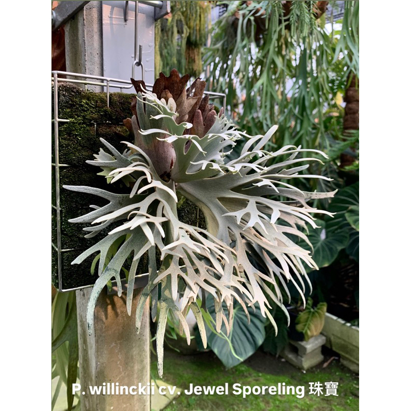 蕨的想買就買］侏儒爪哇珠寶孢子苗P. willinckii cv. Jewel Sporeling 鹿角蕨蕨類| 蝦皮購物