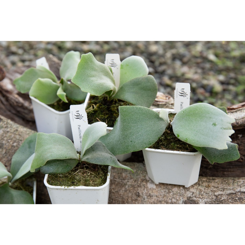 晴花鹿苑》P.willinckii White Rose sporeling 白玫瑰孢子苗鹿角蕨