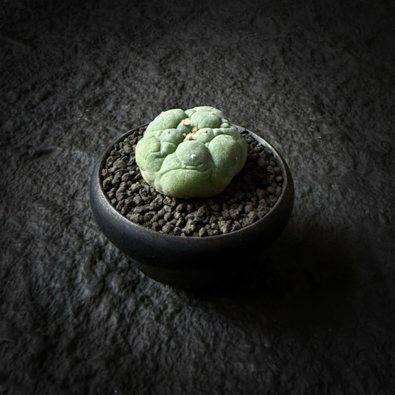 在台現貨日本谷田貝大疣銀冠玉側芽蘿蔔根多肉植物仙人掌科| 蝦皮購物