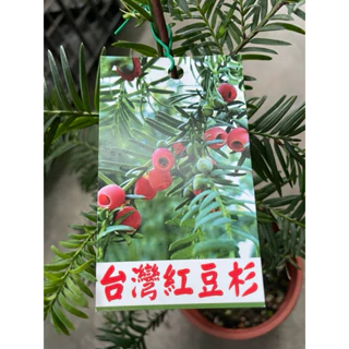 紅豆杉茶15袋 台灣紅豆杉- 優惠推薦- 2025年8月| 蝦皮購物台灣