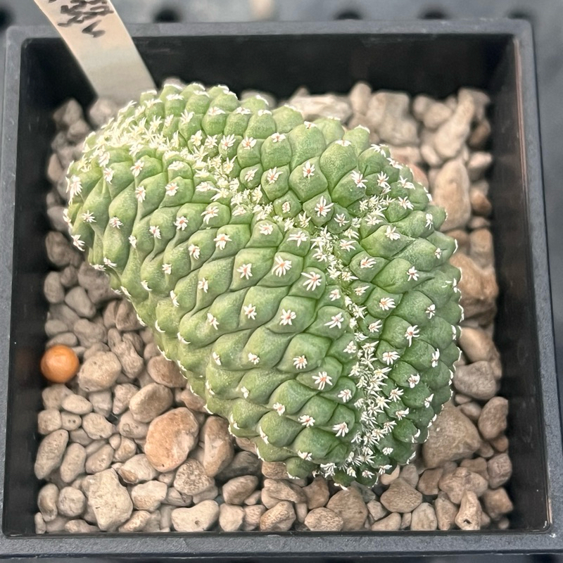 ☀️小陽光仙人掌☀️ 菊水菊水綴化實生多肉植物療癒小物| 蝦皮購物