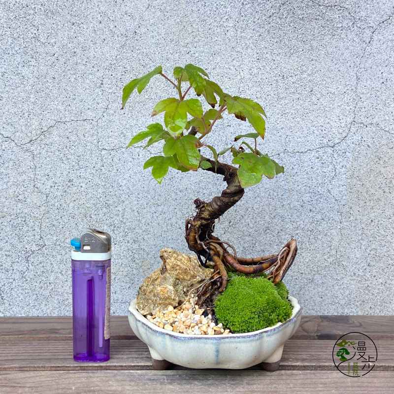 漫步庭院】楓香/香楓·小品盆栽｜植栽｜盆景| 蝦皮購物