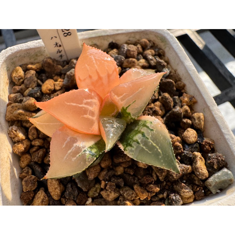 ハオルチア 酒呑童子錦