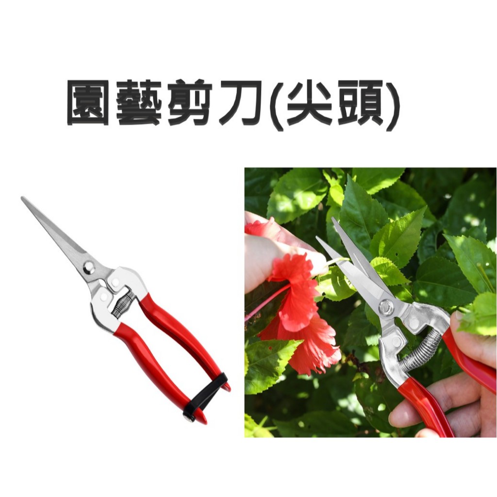 🔸圈圈XX小舖🔸修枝剪 不鏽鋼修枝剪 園藝剪刀 葡萄剪刀 花剪 樹枝剪刀 園藝造景 剪刀 摘枝剪 | 蝦皮購物