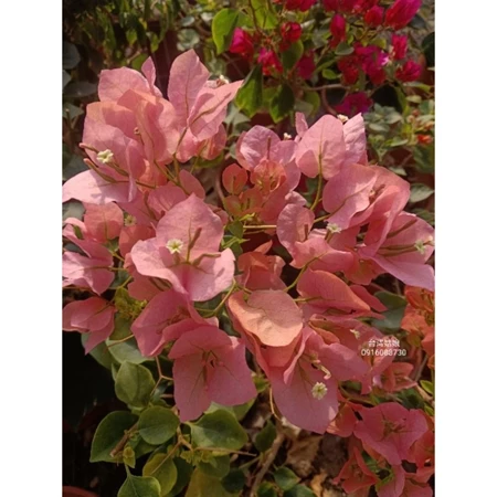 各種九重葛現剪枝條 台灣姑娘