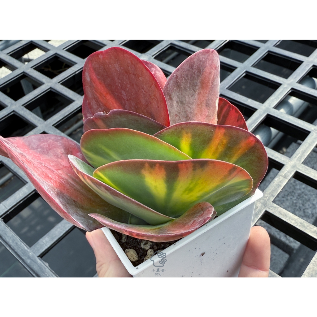 【小農舍】唐印錦 中斑 / 多肉 / 多肉植物 / 盆栽 / 園藝 / 植物 | 蝦皮購物