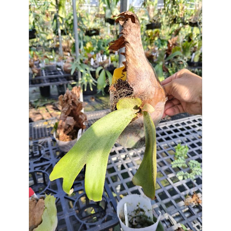 P. willinckii cv. Silvery dwarf sporing #5 爪哇園藝種| 蝦皮購物