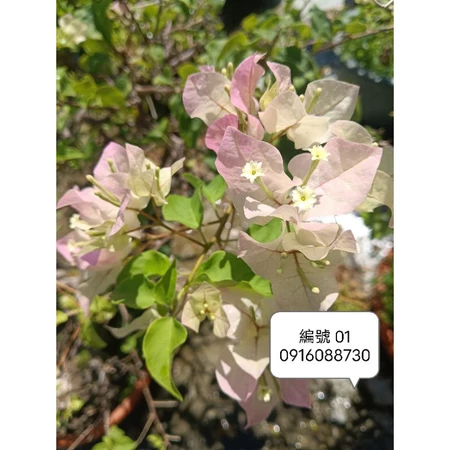 各種九重葛現剪枝條 編號01