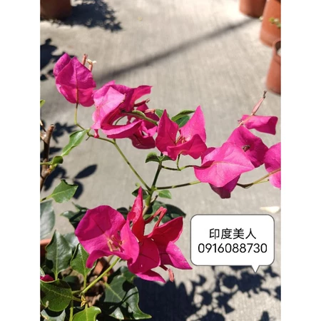 各種九重葛現剪枝條 印度美人