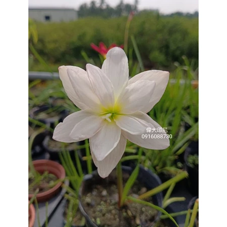 偉大印尼 頂上花藝