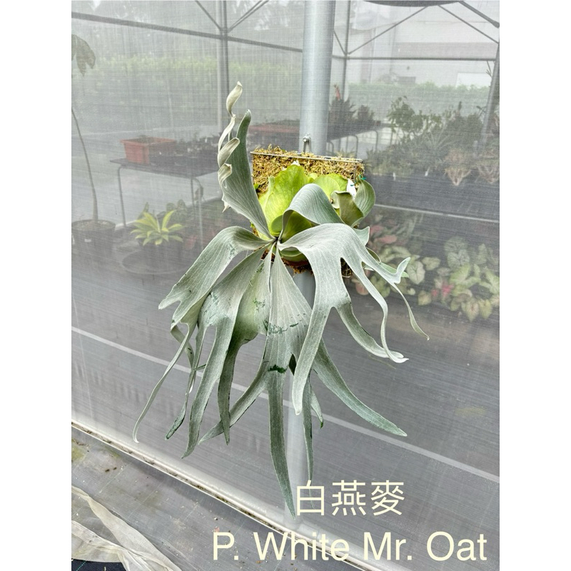 🌱愛客森🌱 白燕麥P. White Mr. Oat | 蝦皮購物