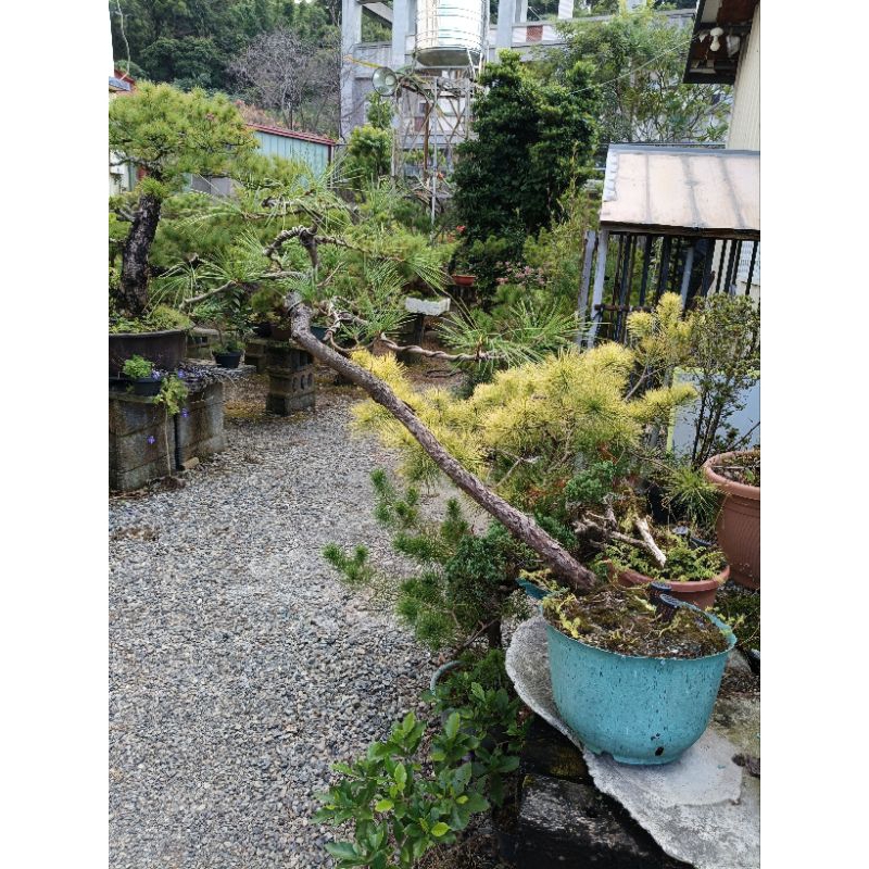 五葉松/原因盆景/文人樹（已塑型） | 蝦皮購物
