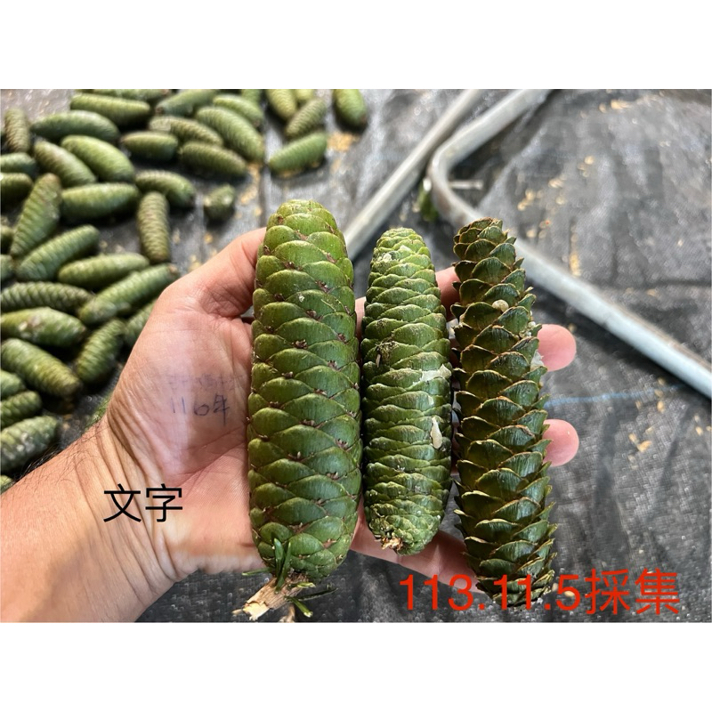 台灣油杉 油杉毬果1131105採 | 蝦皮購物