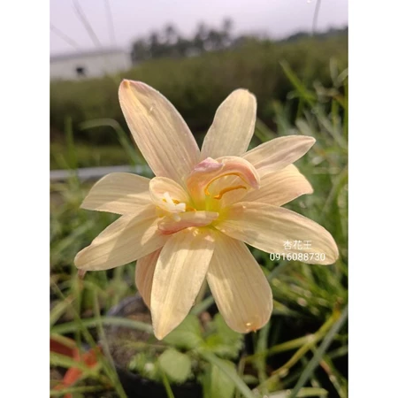 杏花王 頂上花藝