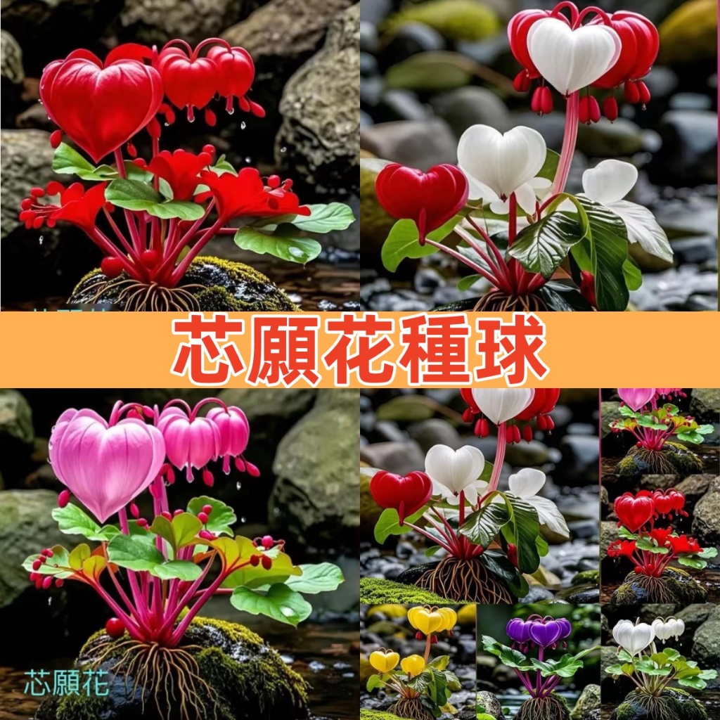 芯願花種球新款耐寒耐熱四季易種植沾土就活濃香盆栽綠植花卉陽台