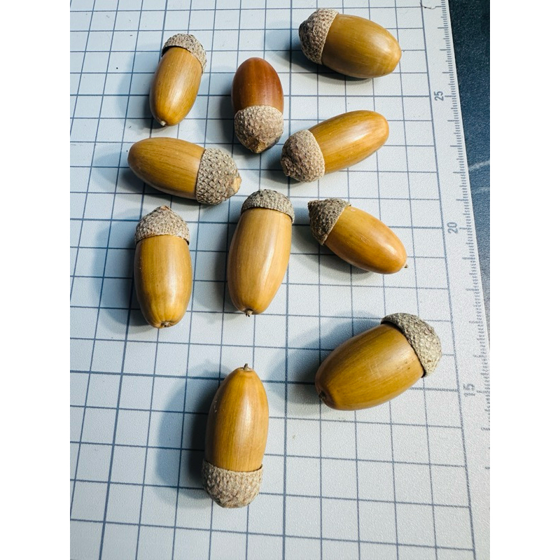 英國櫟、夏櫟（殼斗科） | 蝦皮購物