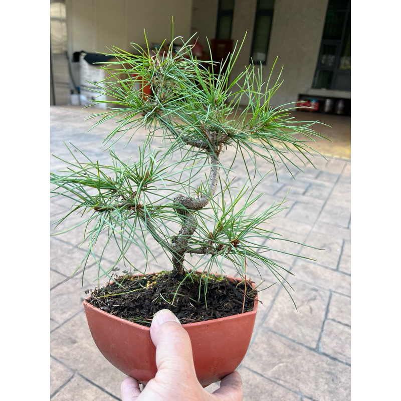 五葉松／盆栽 五葉松｜已塑型～老椿露根型小品精品盆栽⋯ | 蝦皮購物