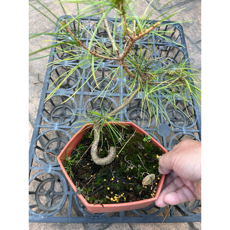 五葉松｜已塑型～老椿露根型小品精品盆栽⋯ | 蝦皮購物