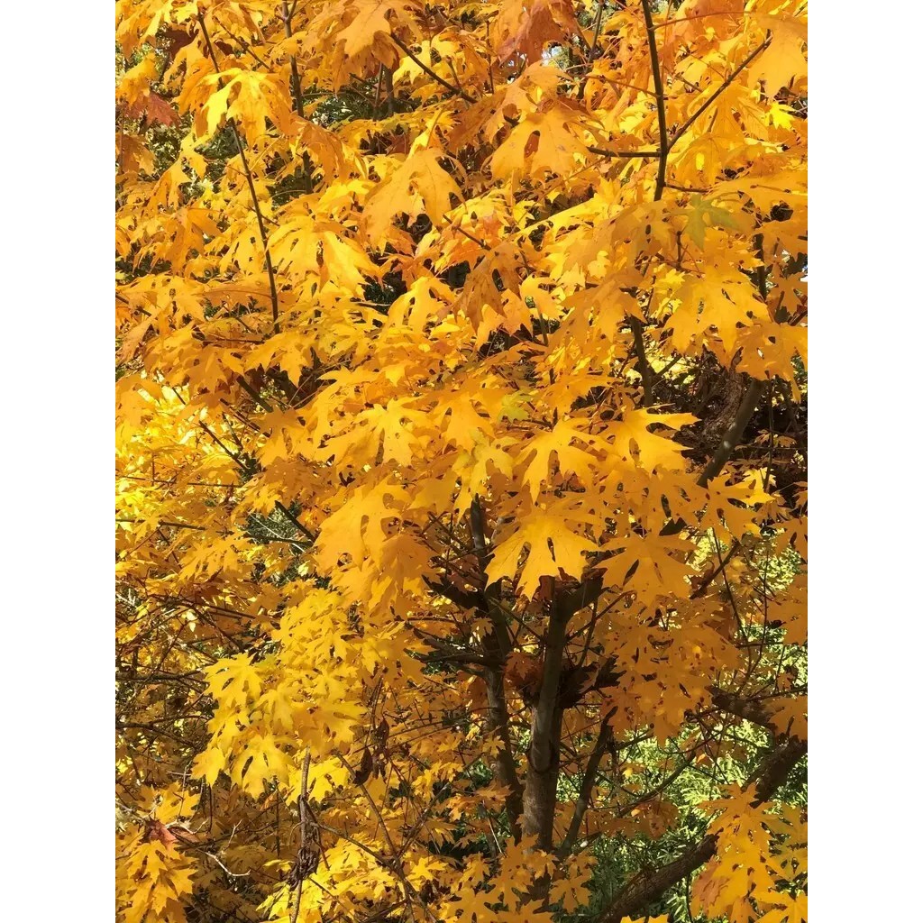 Acer macrophyllum 大葉楓 俄勒岡楓樹 被認為是所有楓樹中葉子最大的品種！ | 蝦皮購物
