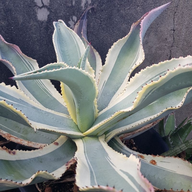 蠍座覆輪【EVA花園】1/26拍照 波浪葉 龍舌蘭 Agave 一物一拍 裸根寄出 | 蝦皮購物