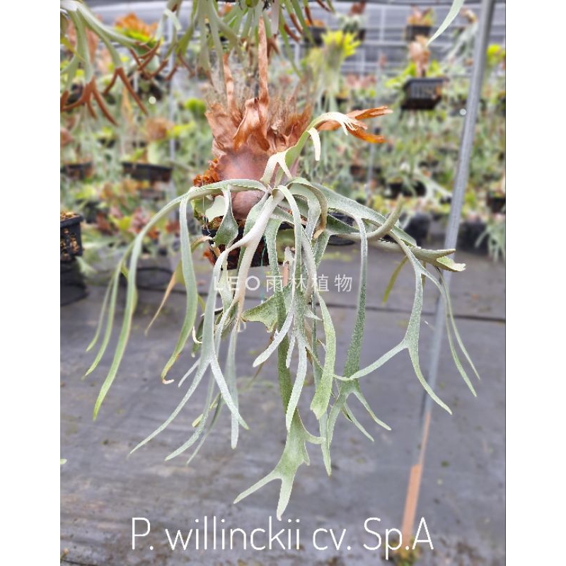 P. willinckii cv. Sp.A 鹿角蕨| 蝦皮購物