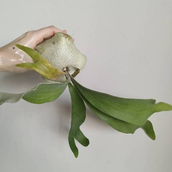 埔茂花市】✦ 2.5吋雷電交澳銀鹿角蕨P.Rydeen x veitchii High finger