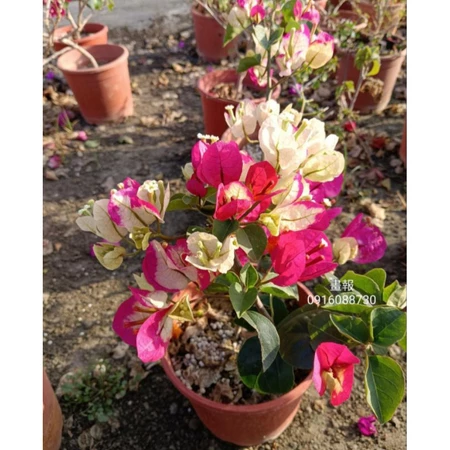 印度畫報 5吋盆