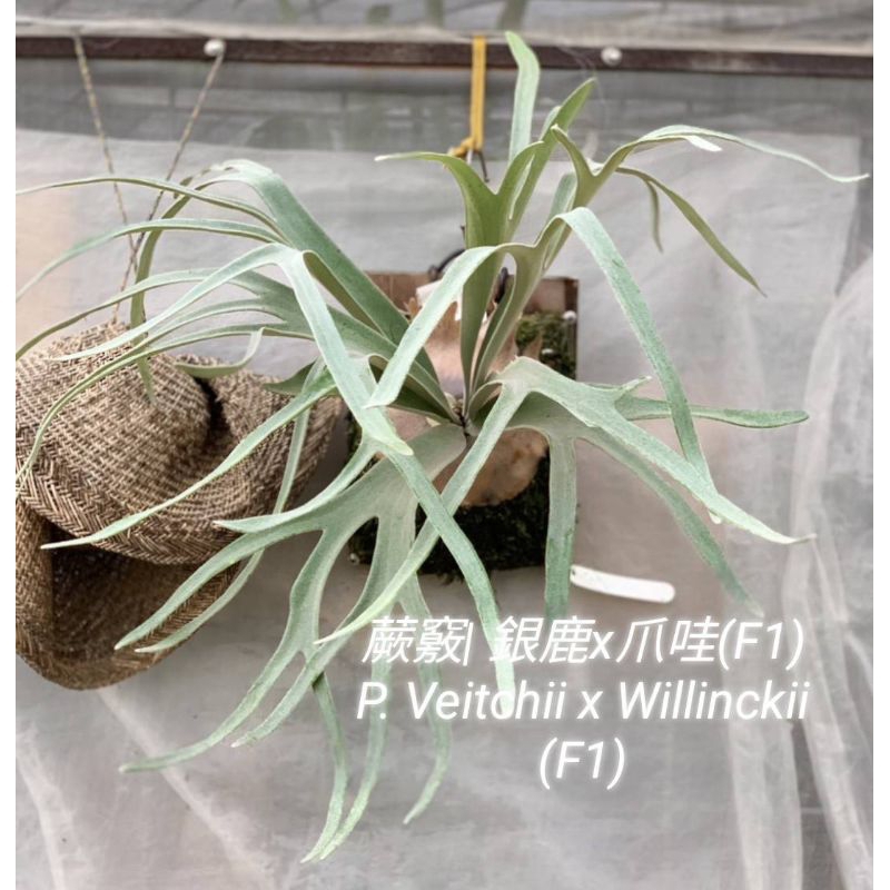 蕨竅~銀鹿×爪哇F1|側芽販售|銀鹿爪哇鹿角蕨|P.Veitchii x willinckii