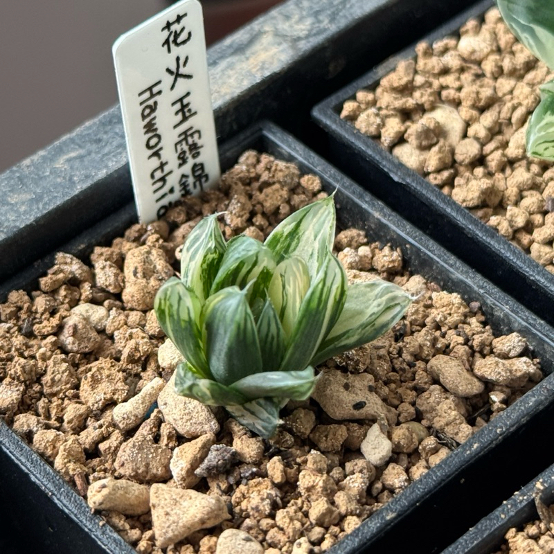 花火玉露錦 小桃玉露錦2寸盆 | 蝦皮購物