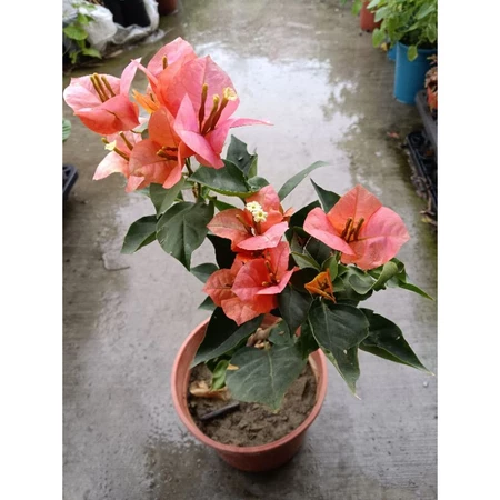 六宮粉黛 7吋盆