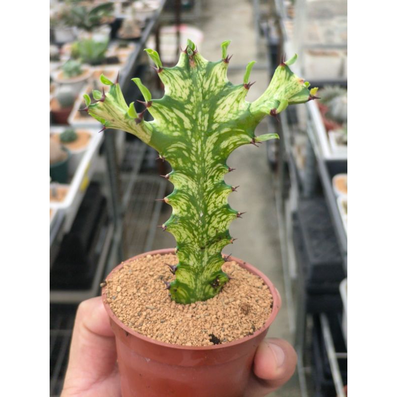 龍骨木錦 大戟科植物 | 蝦皮購物