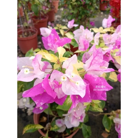 各種九重葛現剪枝條 彩虹繽紛