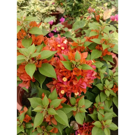 各種九重葛現剪枝條 橙狐狸