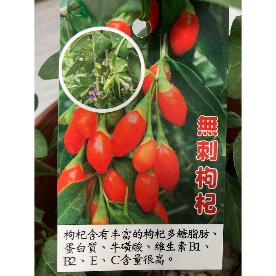 綠園-無刺枸杞-6寸盆 | 蝦皮購物