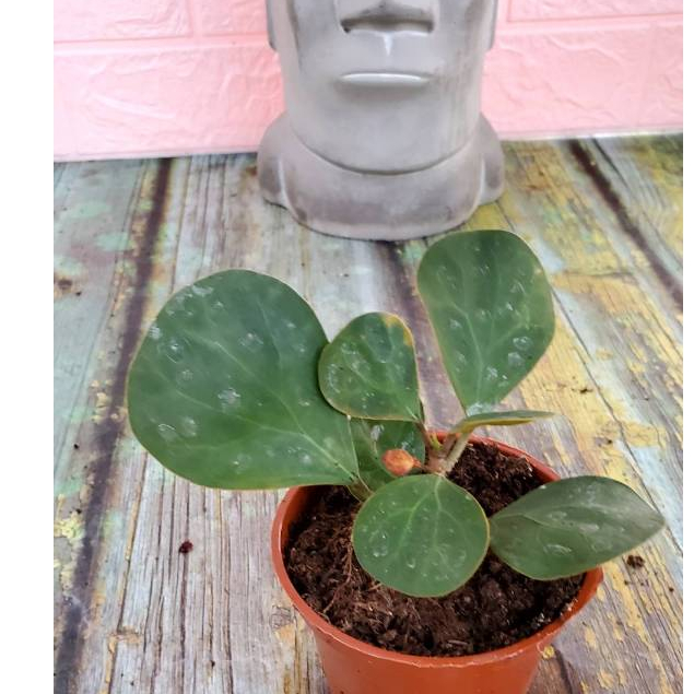 Ficus deltoidea 小盼菩提金背榕3吋盆 | 蝦皮購物