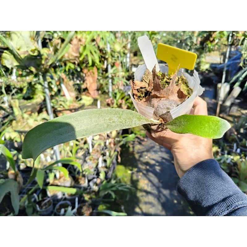 P. veitchii silver frond 日本銀鹿鹿角蕨| 蝦皮購物