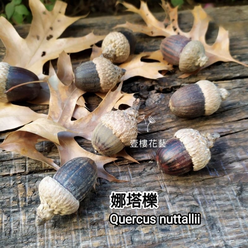 殼斗科娜塔櫟 櫟樹種子橡實收藏收集 台灣現貨出貨 聖誕乾燥藤圈花圈手作素材 壹樓花藝雜貨 | 蝦皮購物