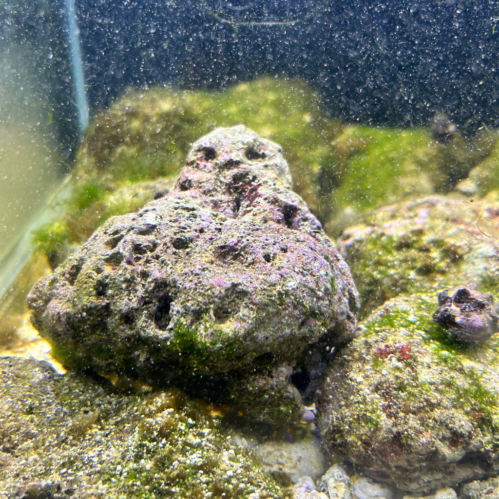 億時代水族+海水 新鮮活石 造景活石 開缸 濾材活石 底缸 過濾 多孔隙 柏林系統 造景 海水缸 珊瑚缸 珊瑚石 | 蝦皮購物